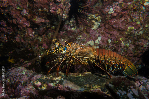 Lobster Cocos Island