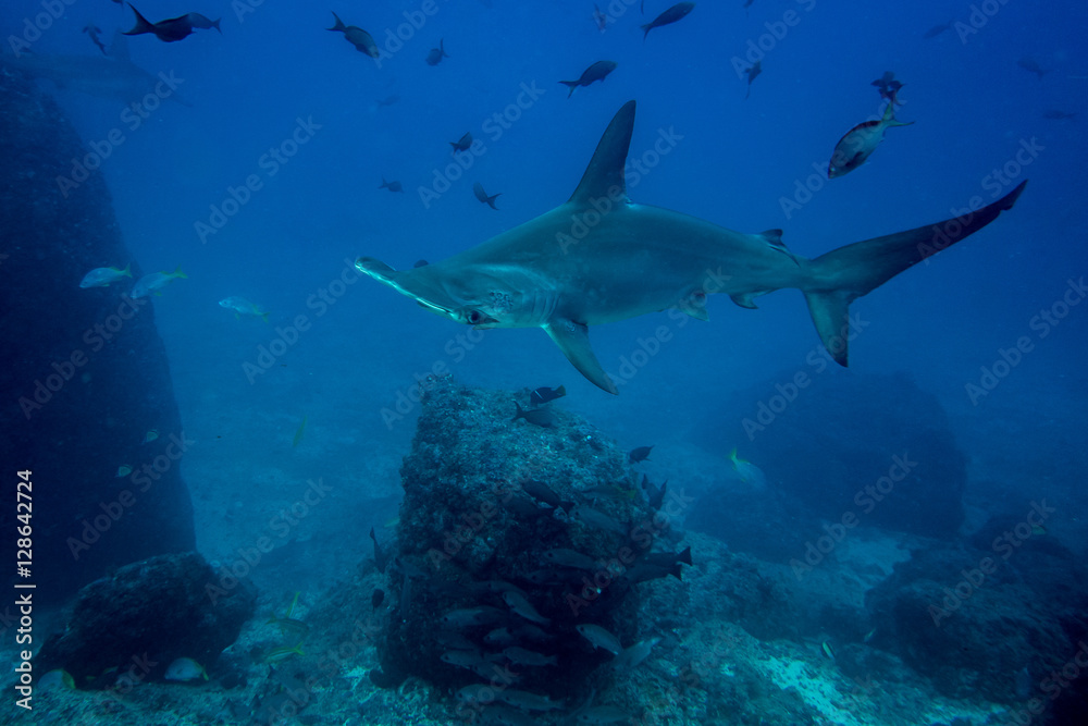 Fototapeta premium Hammerhead shark cocos island
