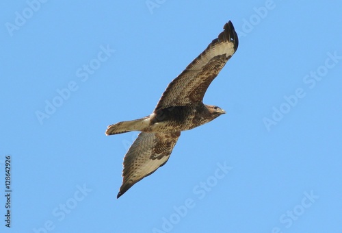 European Buzzard  Buteo buteo  in flight