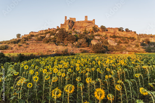 Remains of Calatañazor Castle at sunset, seen from a sunflowers field. Calatañazor, Soria, Spain, Europe.