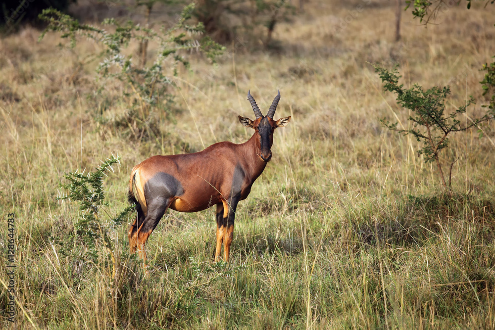 The common tsessebe or sassaby (Damaliscus lunatus lunatus) standing in the bush The common tsessebe or sassaby (Damaliscus lunatus lunatus) standing in the bush