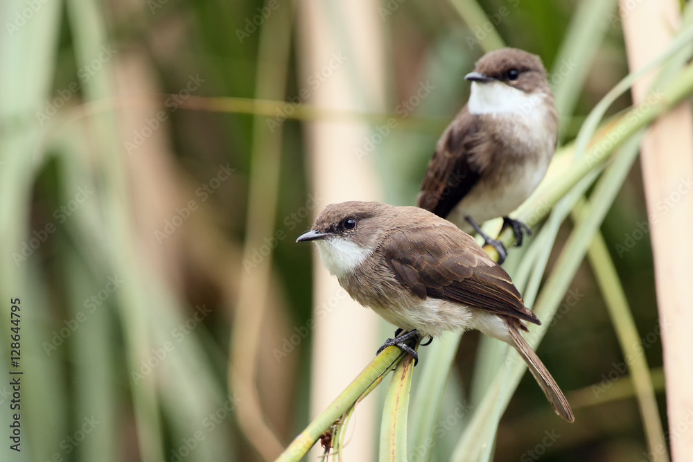 Obraz premium Swamp flycatcher (Muscicapa aquatica) seated on the stem reed