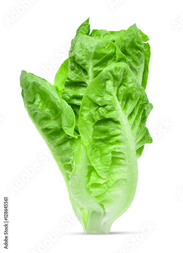 fresh baby cos,lettuce isolated on white background