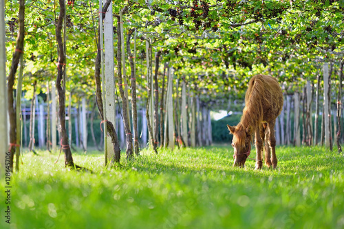 Close-up  Horses and Grapes, Image of Ripe Bunche of White Wine
