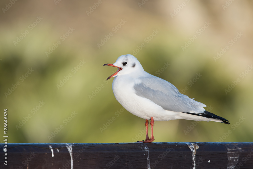 Black-headed Gull, Chroicocephalus ridibundus Black-headed Gull, Chroicocephalus ridibundus