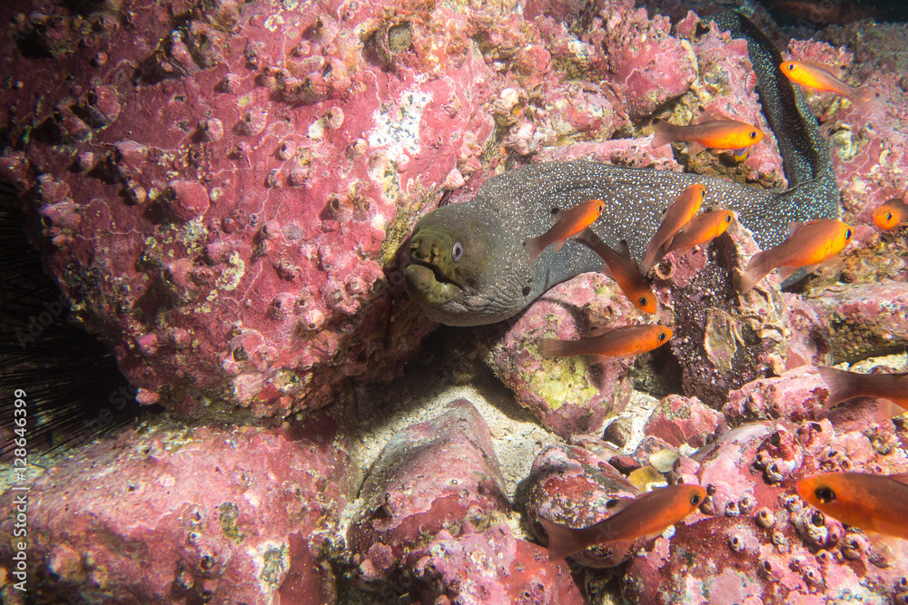 Fototapeta premium Moray Eel Malpelo