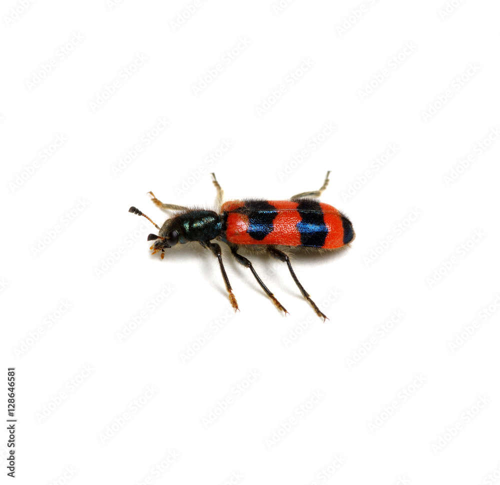 red beetle on a white