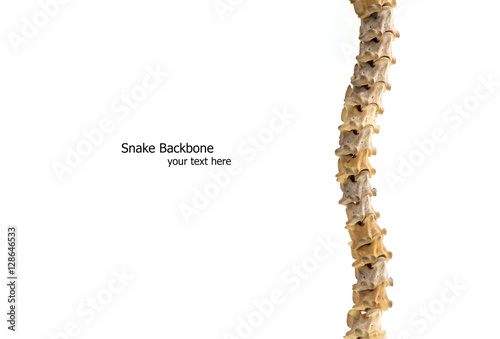Snake backbone / Backbone of snake on white background.