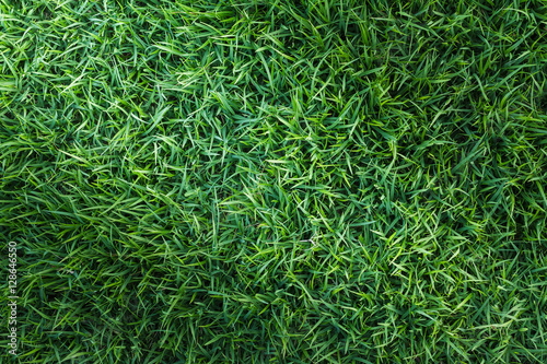 Green grass texture or Green grass background for design with copy space for text or image. Top view of natural green grass for golf course and soccer field.