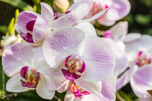Close up of pink orchid  Phalaenopsis.