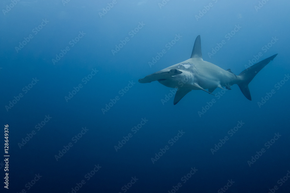 Hammerhead shark malpelo island Hammerhead shark malpelo island