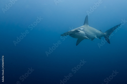 Hammerhead shark malpelo island © hakbak