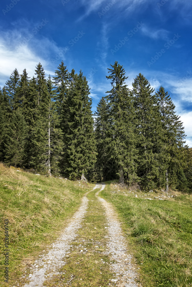 Path to green forest