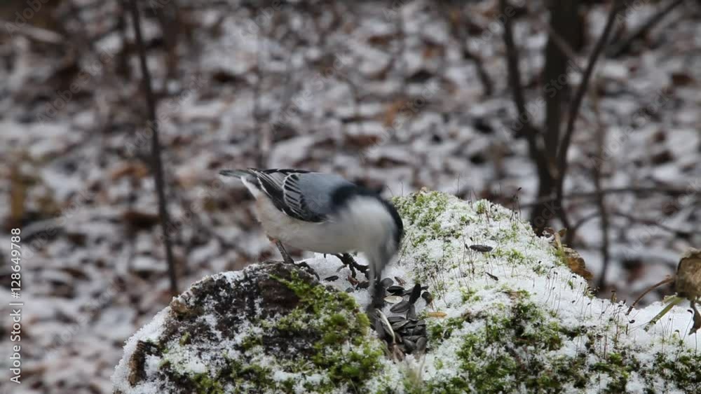Sittelle et mésange