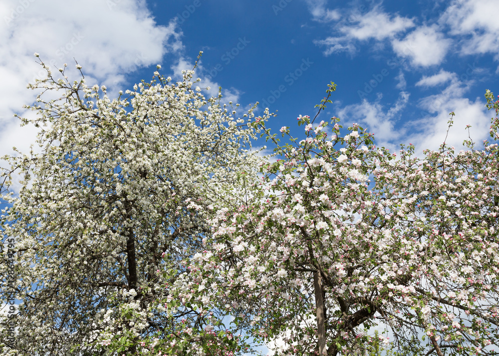 Apple blossoms on blue sky background