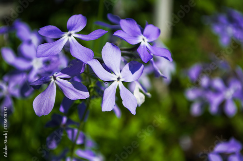 periwinkle
