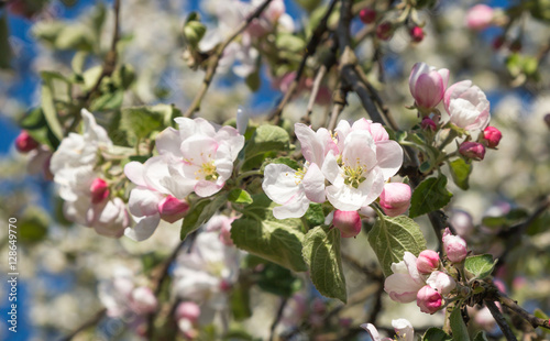 Beautiful branch of a blossoming Apple tree in spring