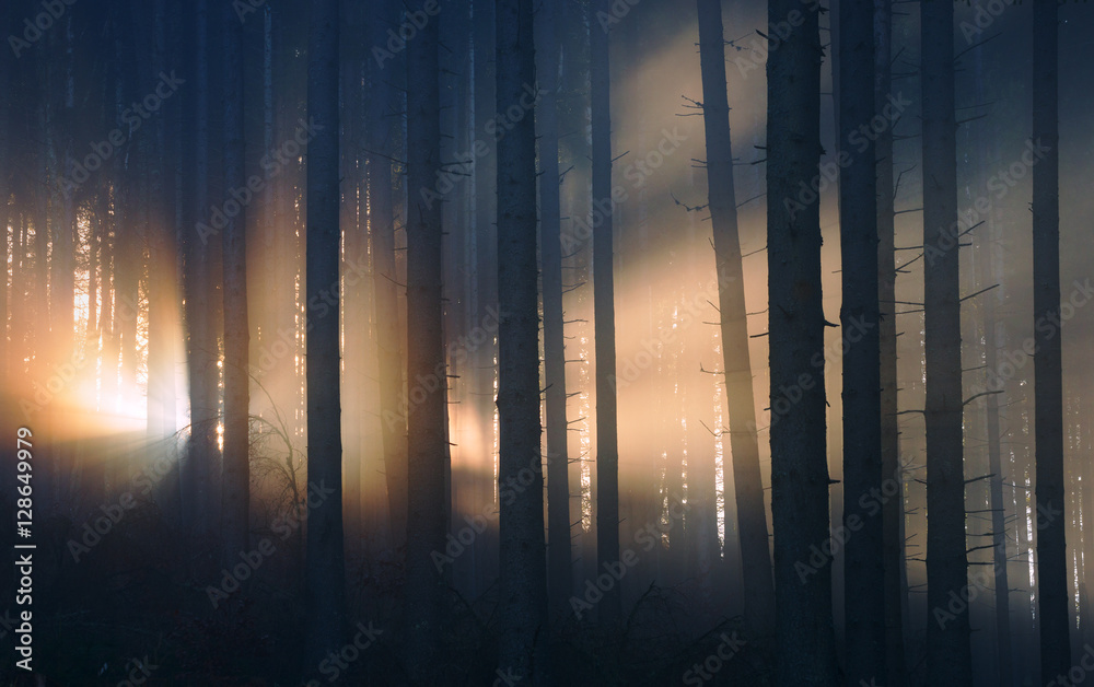 Sunlight in foggy forest Sunlight in foggy forest