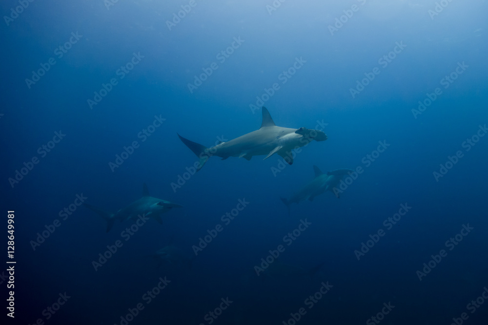 School of hammerhead sharks School of hammerhead sharks