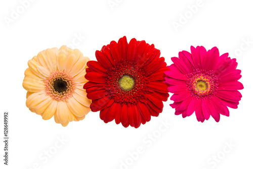 gerbera flowers