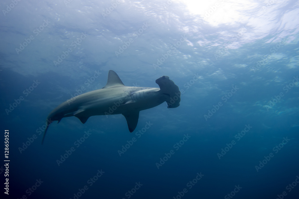 Fototapeta premium Hammerhead shark malpelo island