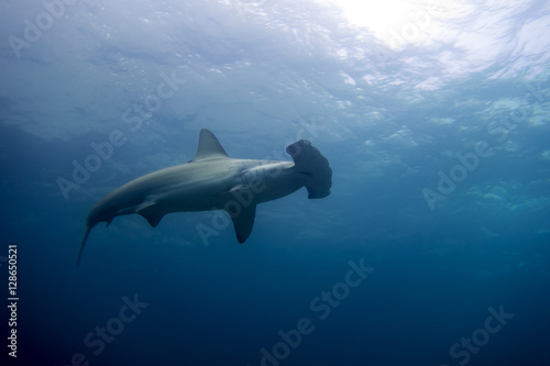 Hammerhead shark malpelo island