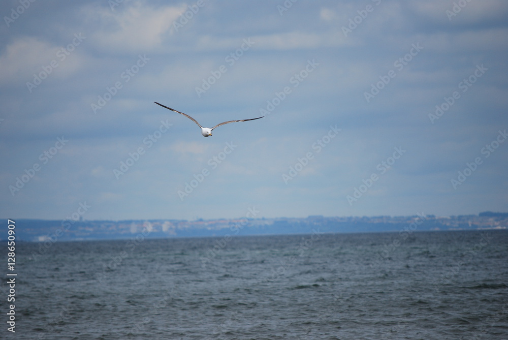 Seagull in flight, in the sky