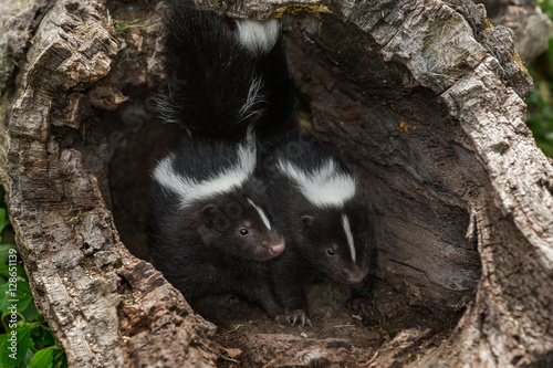 Two Striped Skunk (Mephitis mephitis) Kits Look Out from Within