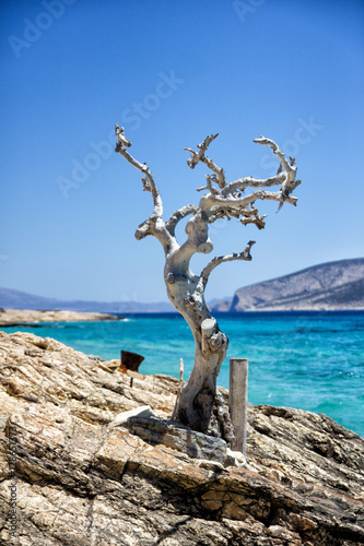 Funny tree Greece