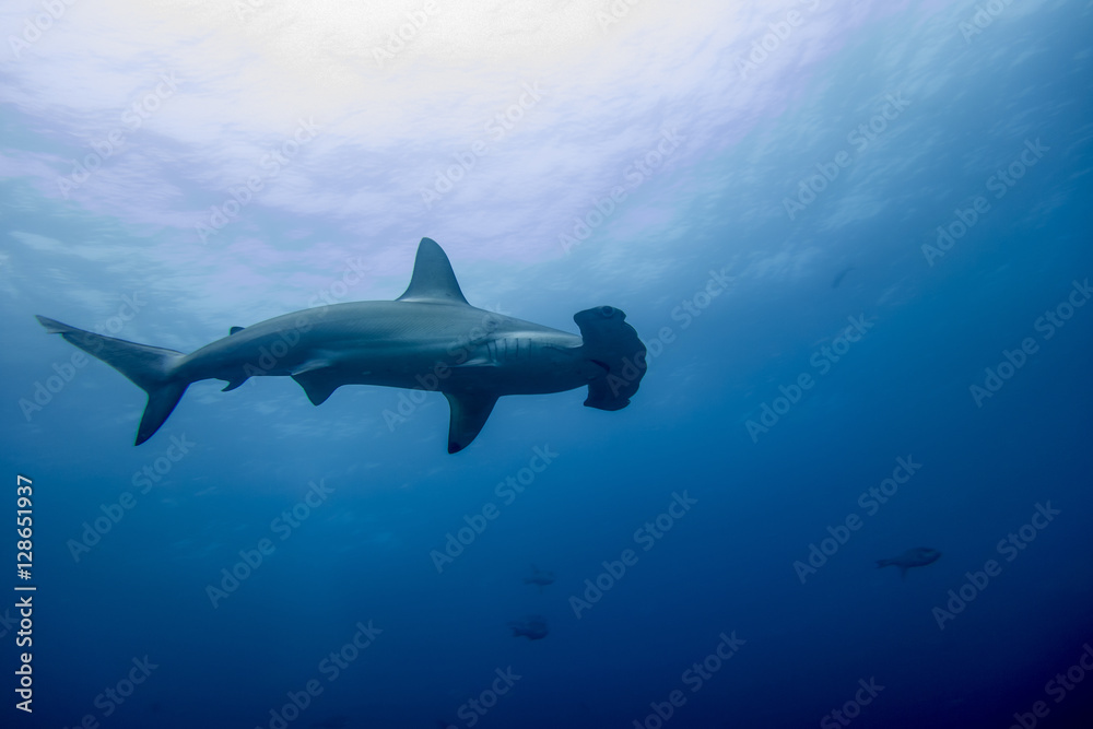 Hammerhead shark malpelo island - obrazy, fototapety, plakaty 