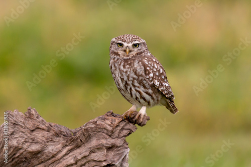 Cute owl