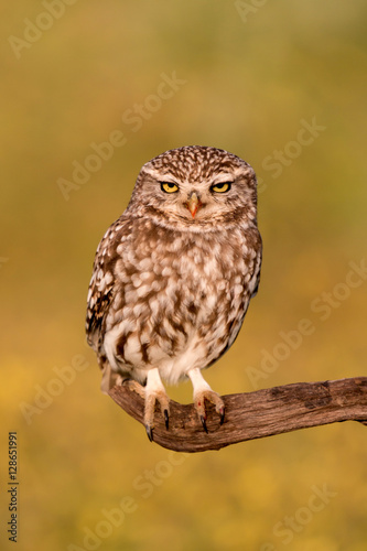 Cute owl