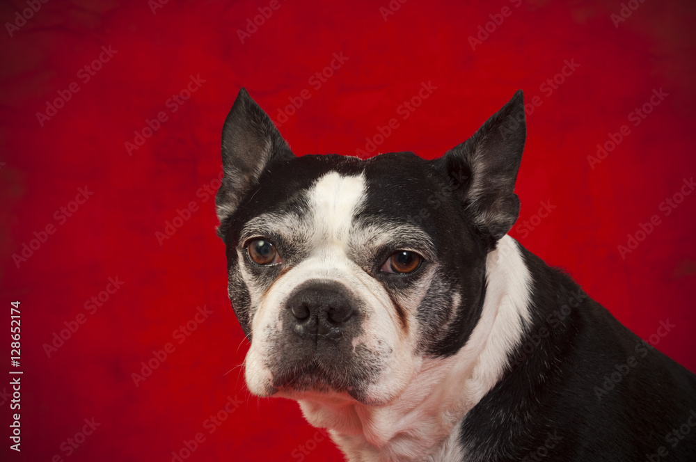 Boston Terrier in front of red background