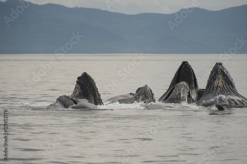 Bubble Feeding Whales, Alaska