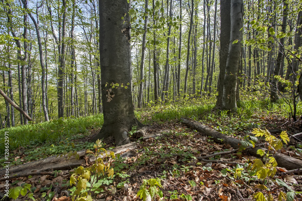 Naklejka premium Path trough forest