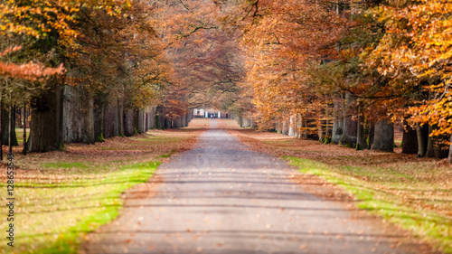 Fototapeta Naklejka Na Ścianę i Meble -  Pathway in the autumn forest..