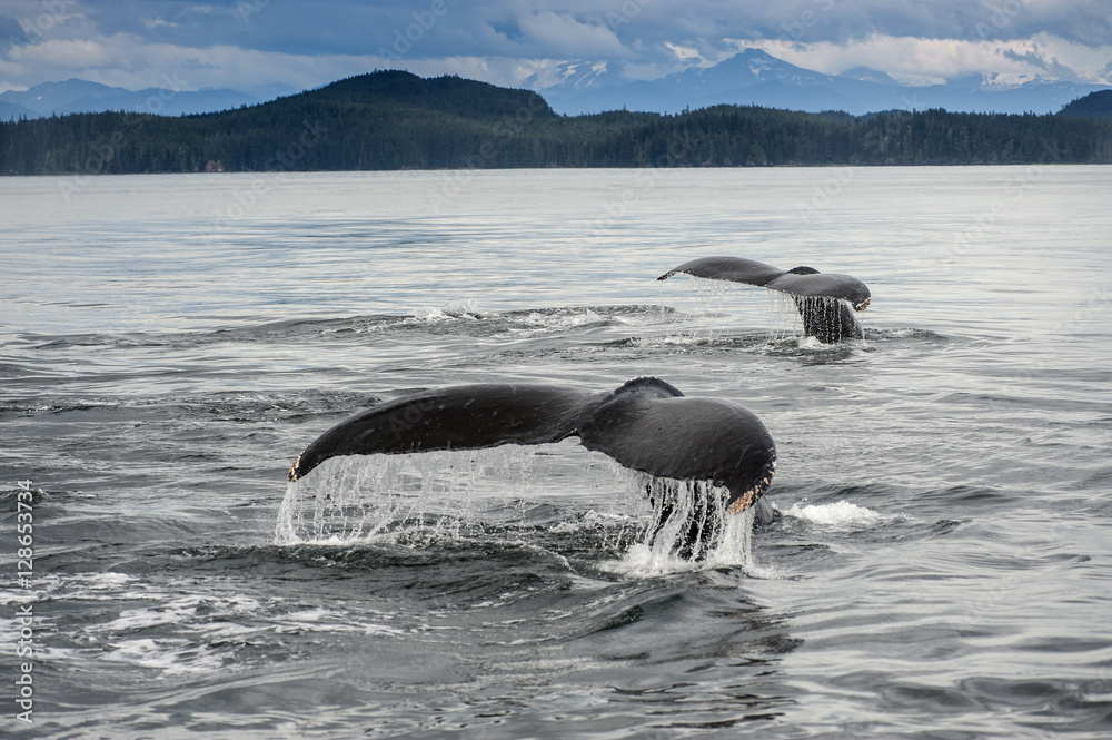 Fototapeta premium Double Humpback Whale Flukes, Alaska