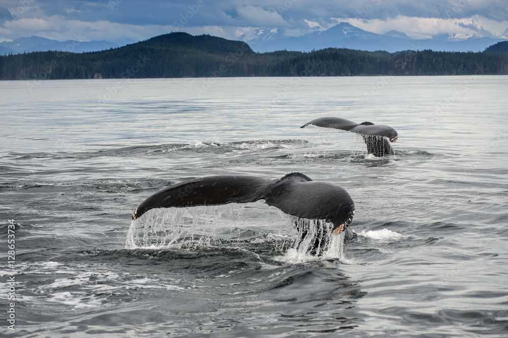 Obraz premium Double Humpback Whale Flukes, Alaska