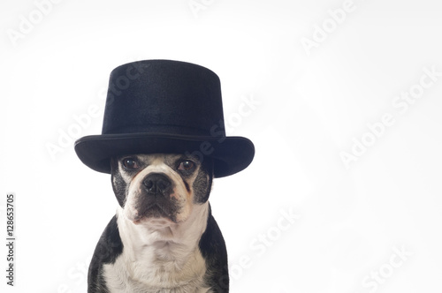 Boston terrier dog in front of white background