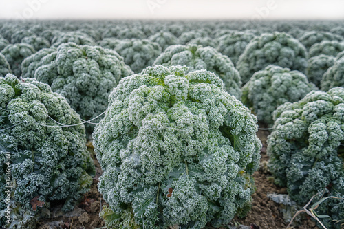 Mit gefrorenem Raureif bedeckter Grünkohl auf einem Feld, das sich im Nebel verliert.