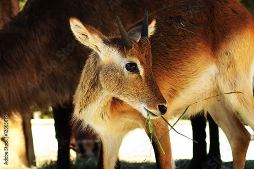 Naklejka antelope