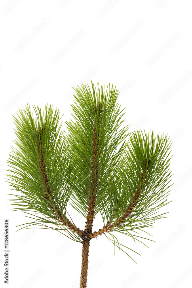 pine branch pine branch