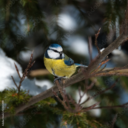 blaumeise © AndyDauer