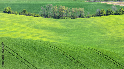 spring grove and lines in wheat field © sergejson