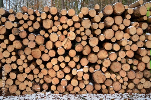 Ścięte drewno w lesie