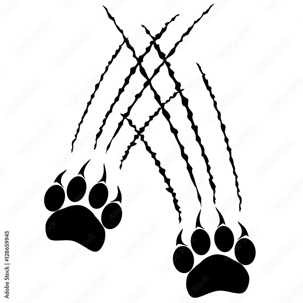 Naklejka premium Footprints or steps of a big cat. Panther or tiger traces. Vector 