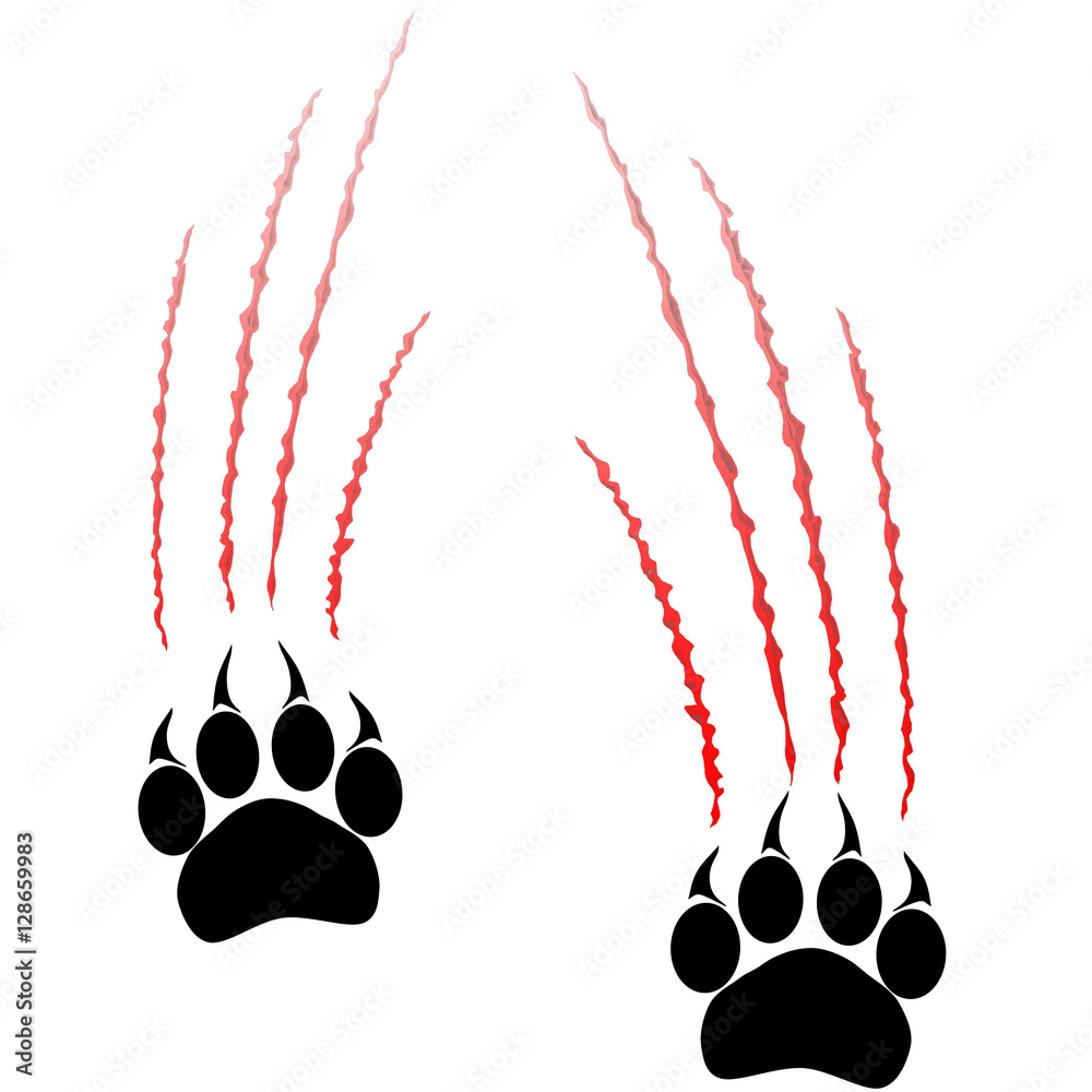 Obraz premium Footprints or steps of a big cat. Panther or tiger traces. Vector