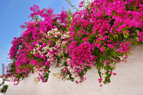 pink bougainvillea flower at a Sifnos island Greece photo