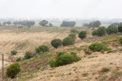Trees, bushes, grass and cacti on waste ground near the town in Israel