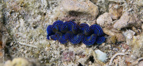 underwater wonders - beautiful blue giant clam photo